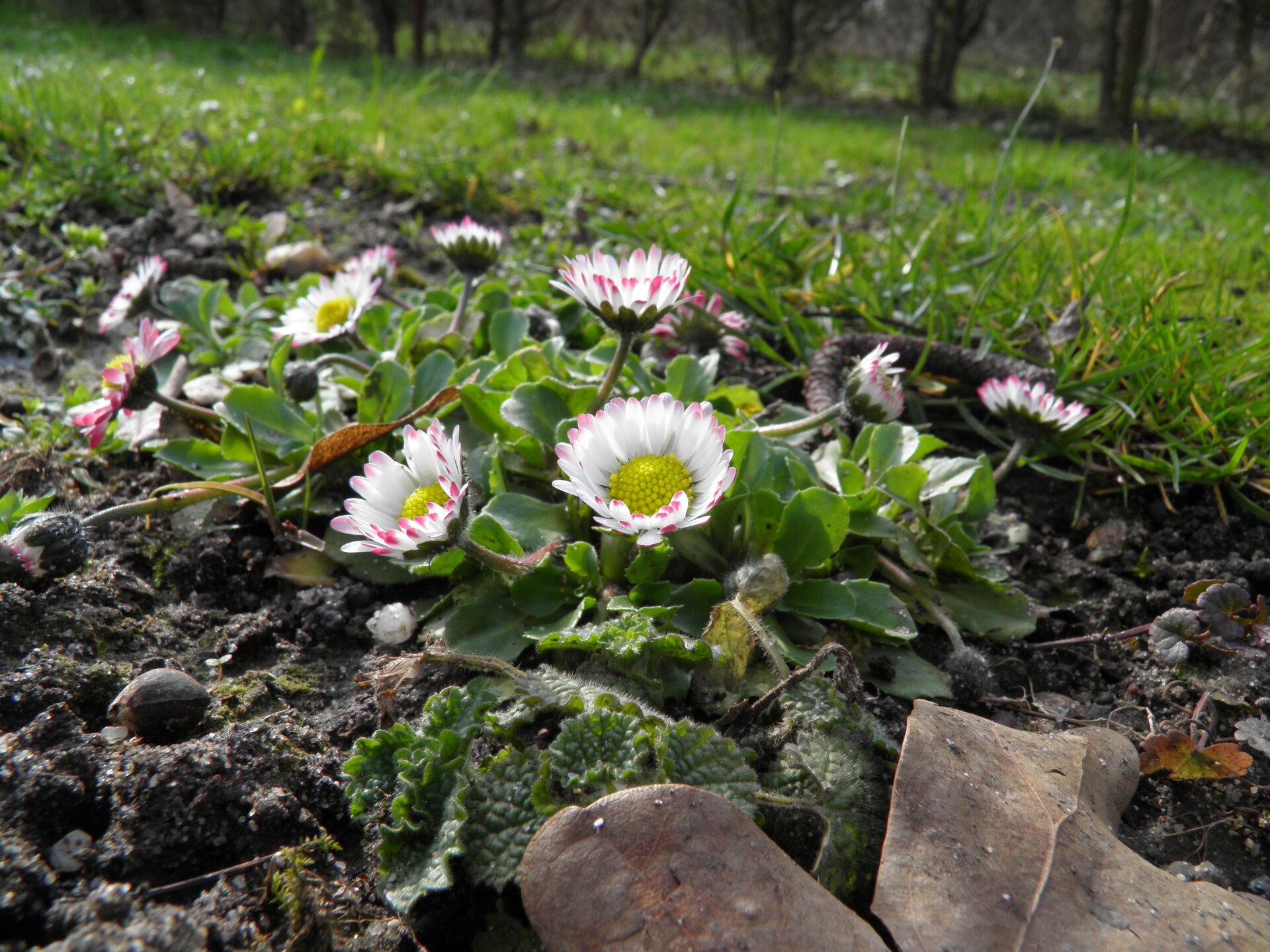 Porovnání s kompaktním fotoaparátem Olympus SP-800UZ