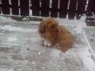 Prestigio MultiPhone 4500 DUO