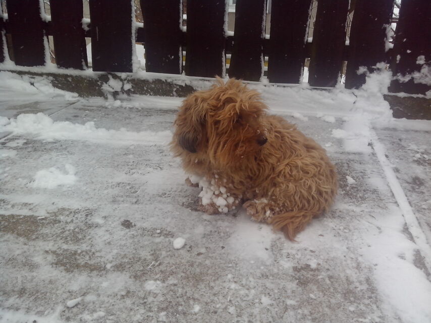 Prestigio MultiPhone 4500 DUO