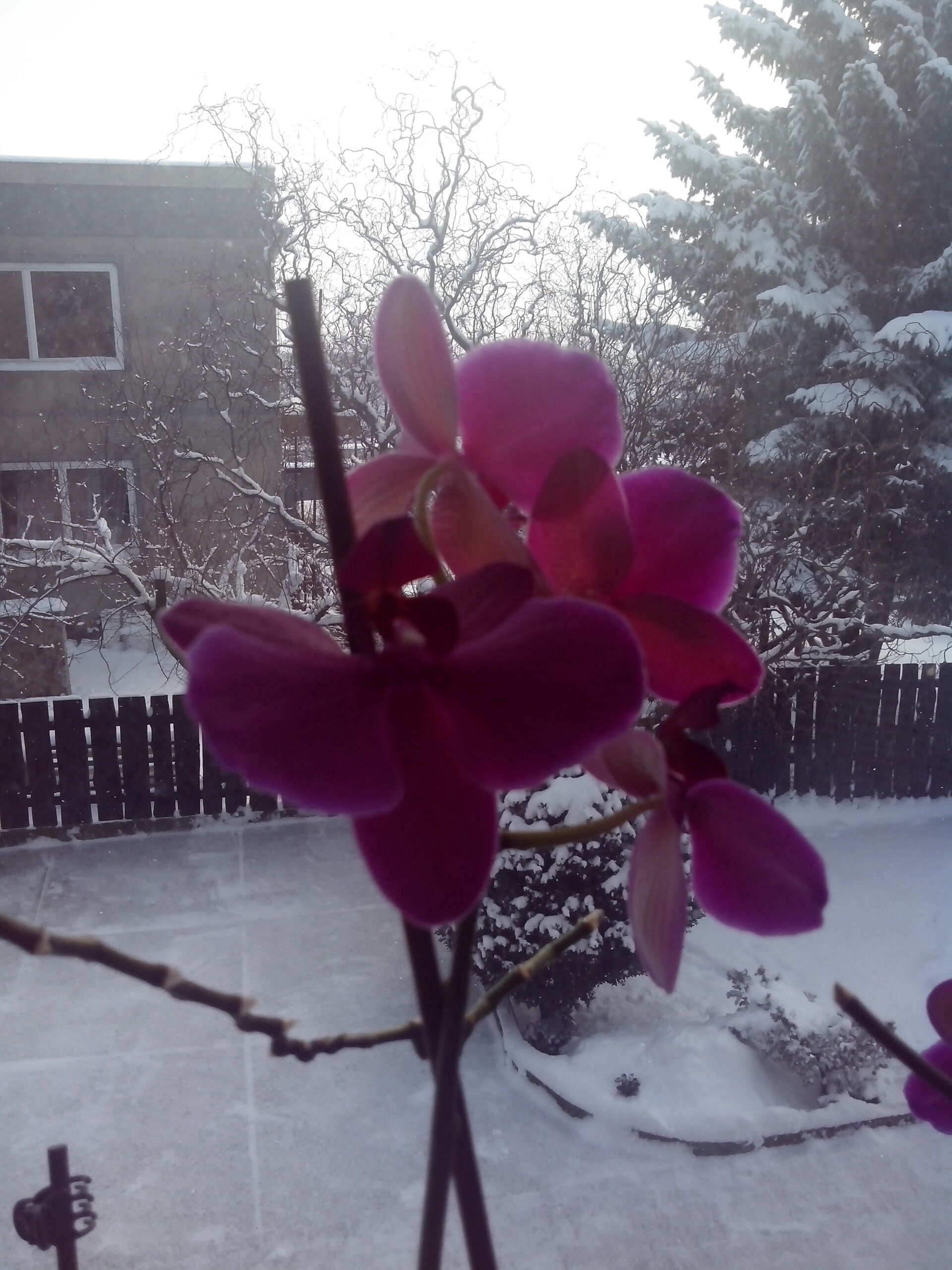 Prestigio MultiPhone 4500 DUO