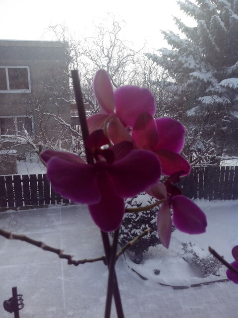 Prestigio MultiPhone 4500 DUO