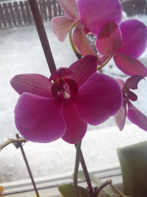 Prestigio MultiPhone 4500 DUO