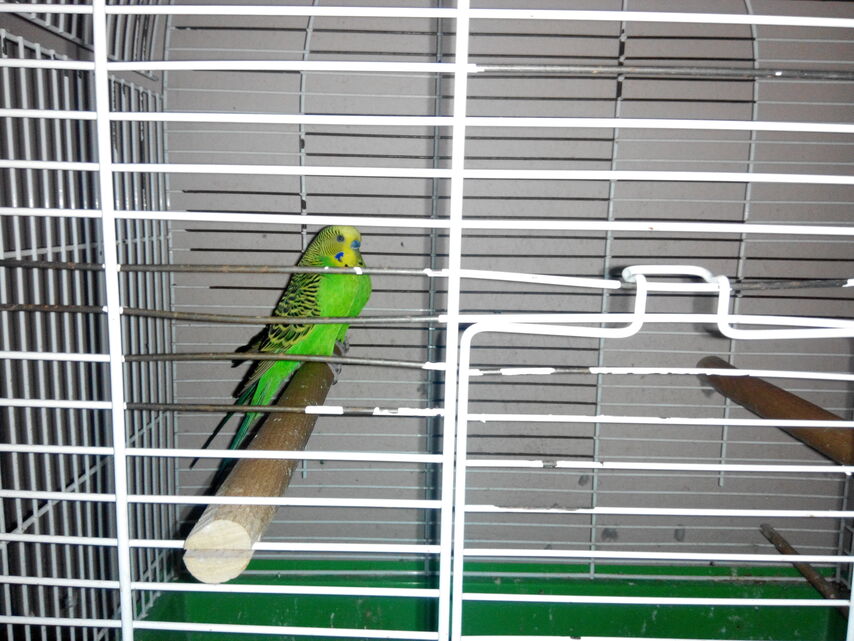 Prestigio MultiPhone 5508 DUO