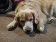 Prestigio MultiPhone 5508 DUO