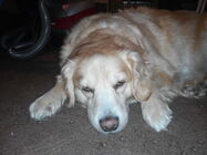 Prestigio MultiPhone 5508 DUO