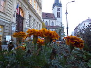 Prestigio MultiPhone 5508 DUO