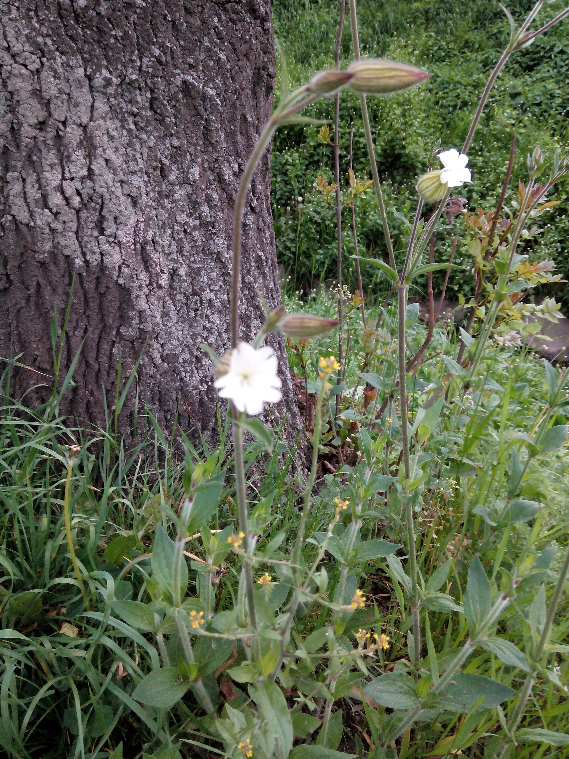 Prestigio MultiPhone 7600 DUO