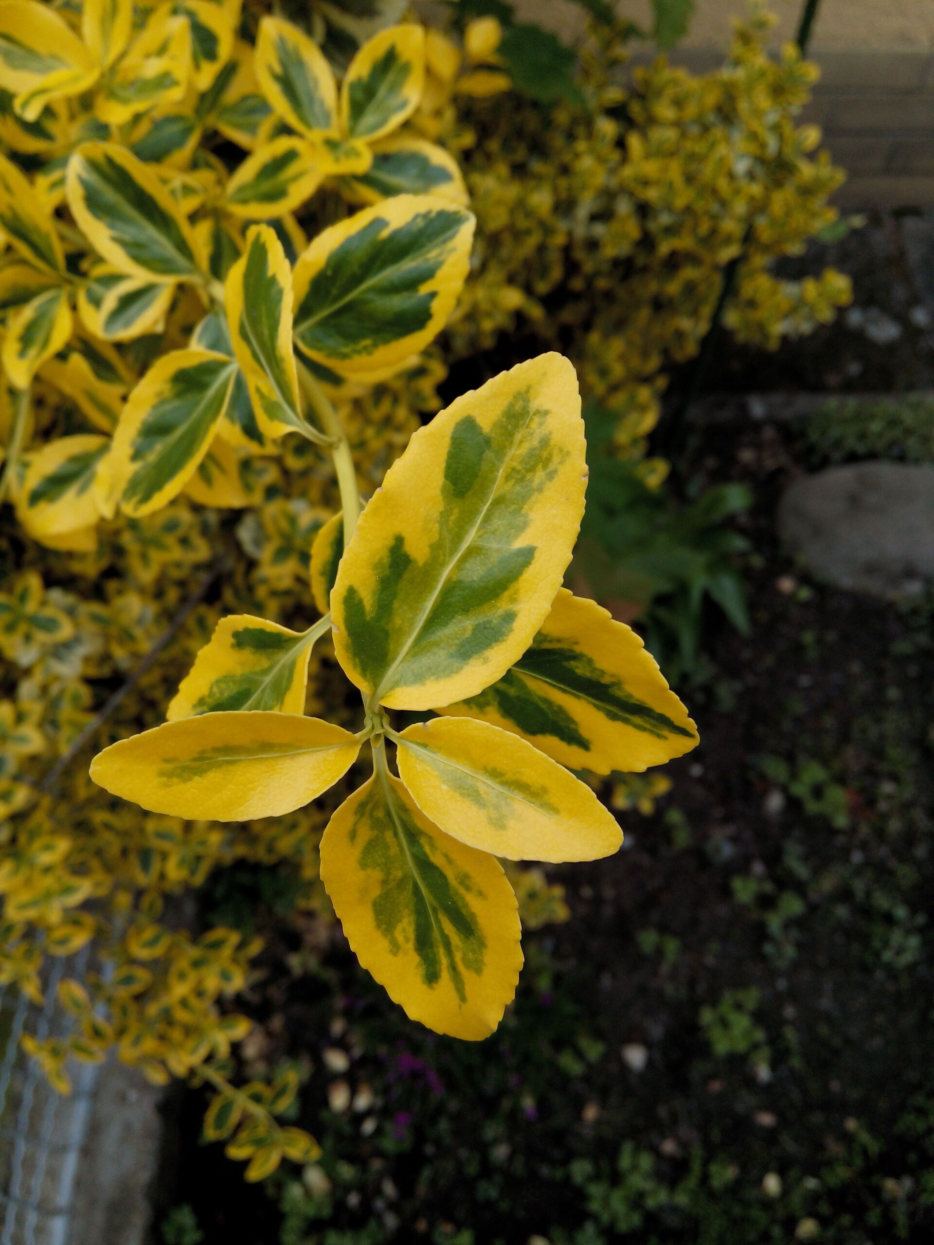 Prestigio MultiPhone 7600 DUO