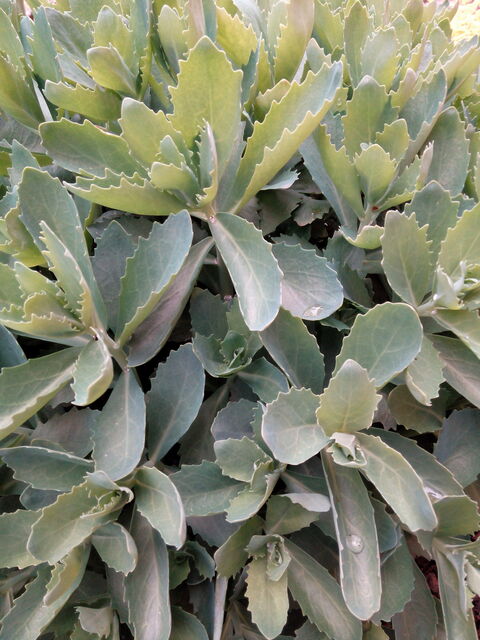 Prestigio MultiPhone 7600 DUO