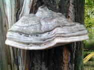 Prestigio MultiPhone 8400 DUO