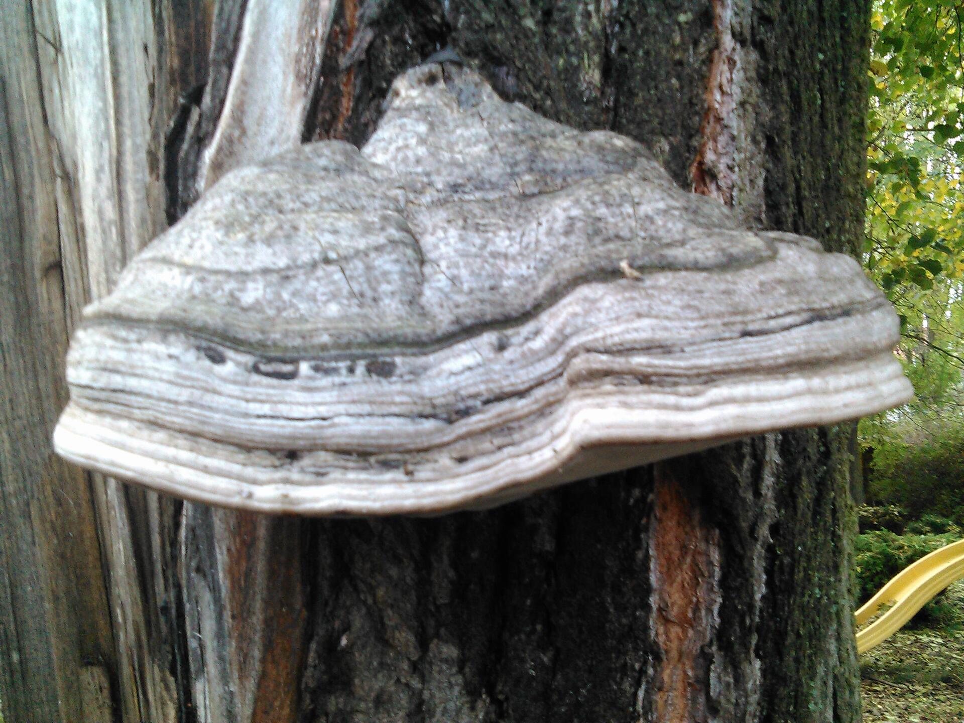 Prestigio MultiPhone 8400 DUO