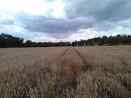 Prestigio MultiPhone 8500 DUO