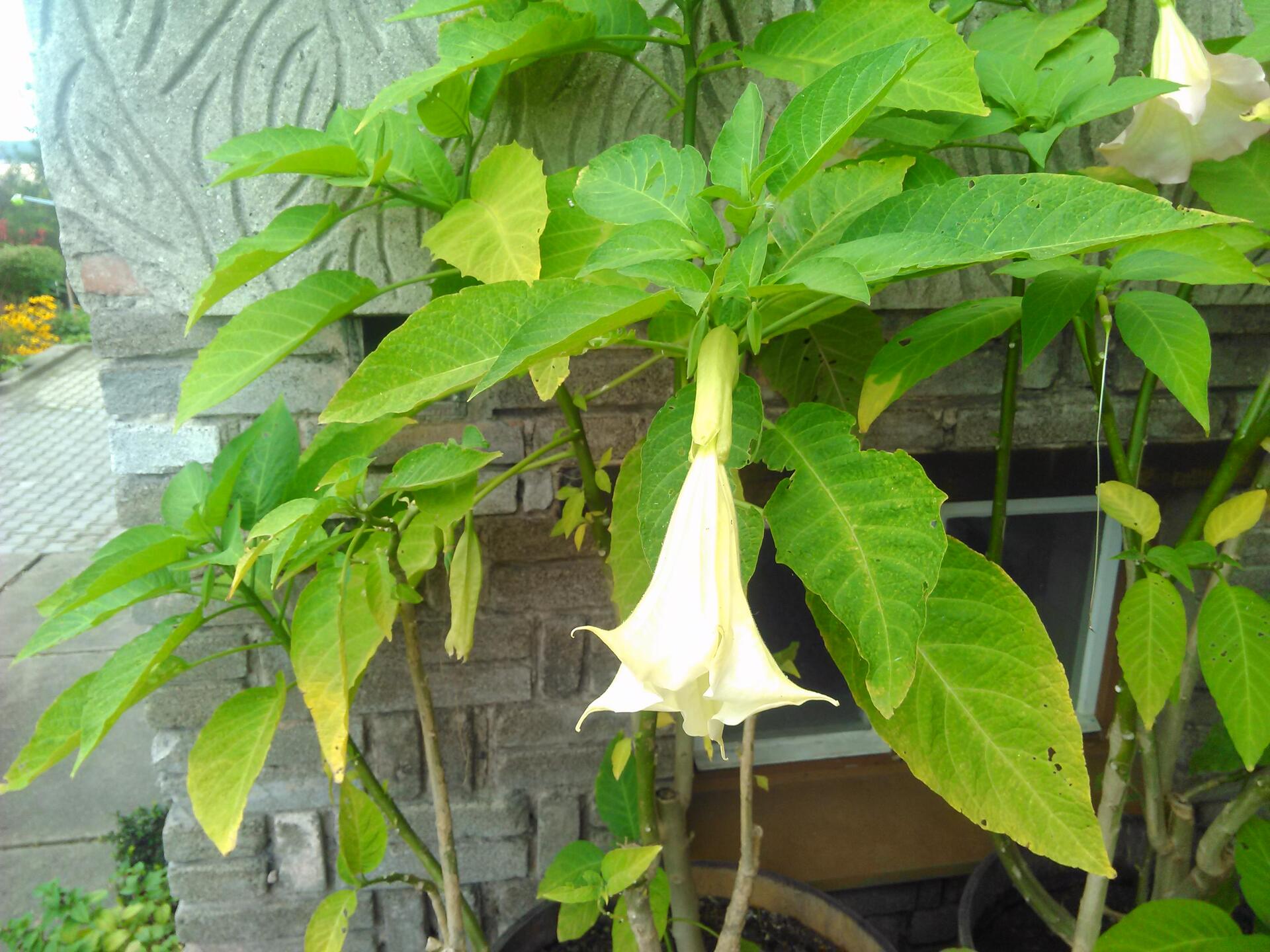 Prestigio MultiPhone 8500 DUO