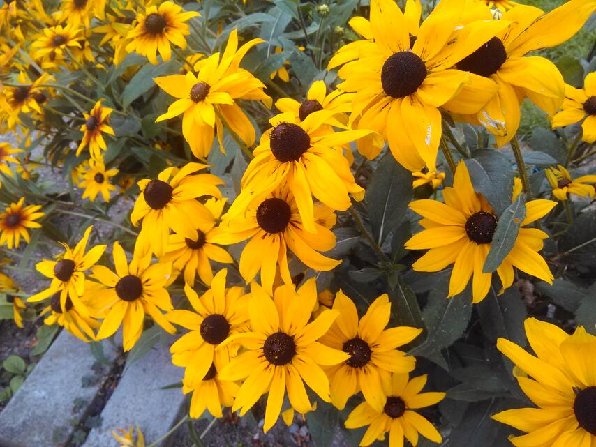 Prestigio MultiPhone 8500 DUO