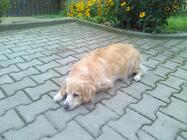 Prestigio MultiPhone 8500 DUO