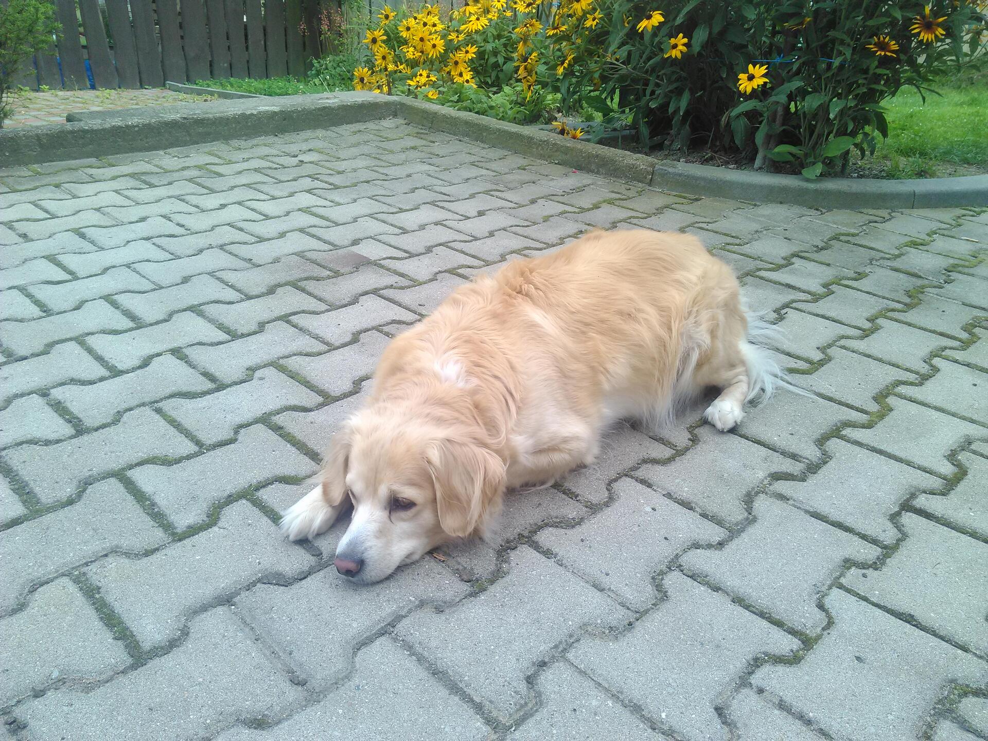 Prestigio MultiPhone 8500 DUO