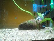 Prestigio MultiPhone 8500 DUO