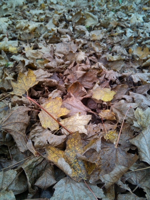 Prestigio MultiPhone PAP5300 DUO