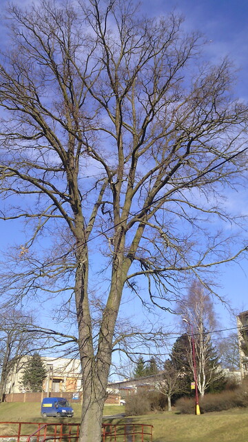 Prestigio MultiPhone PAP5500 DUO