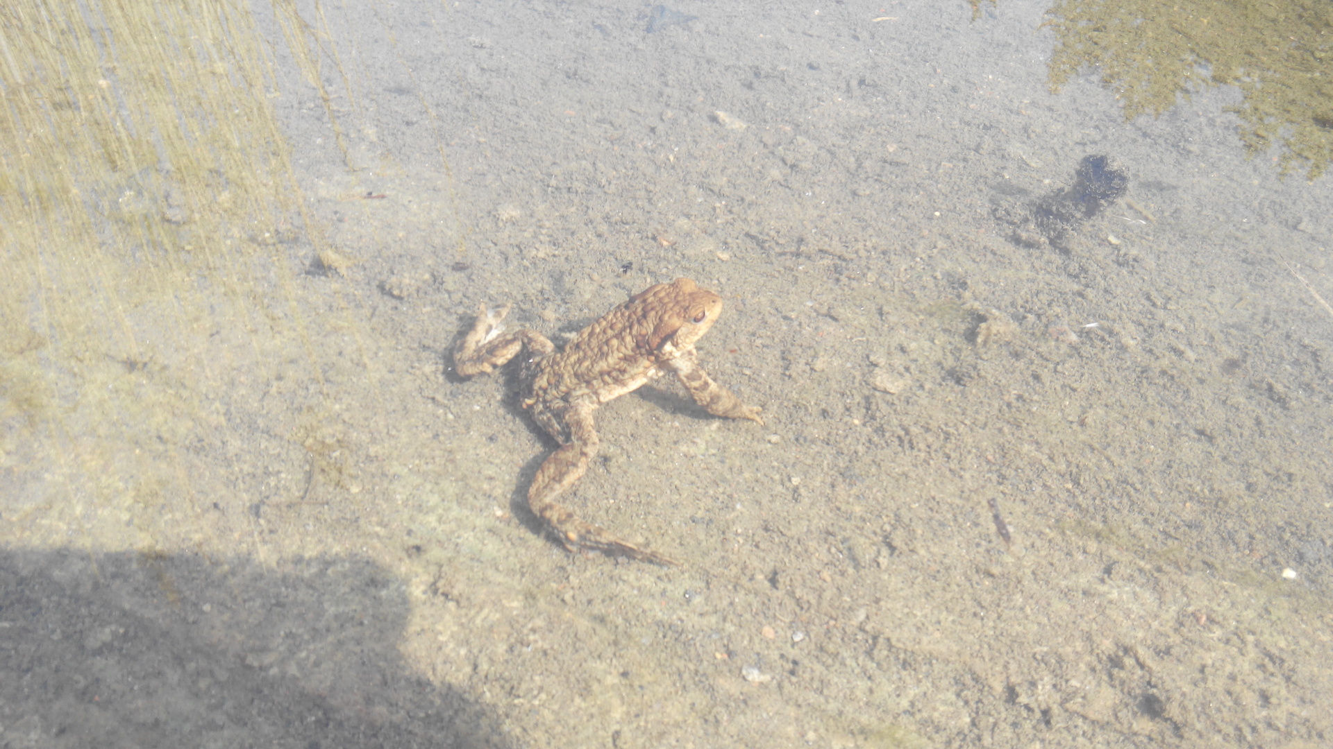 Prestigio MultiPhone PAP7500