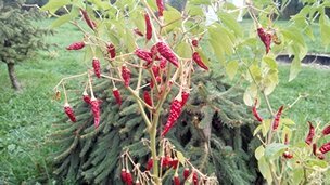 Prestigio MultiPhone PAP7500