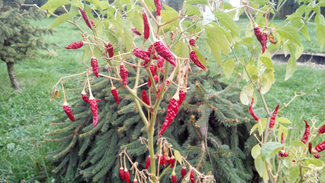 Prestigio MultiPhone PAP7500