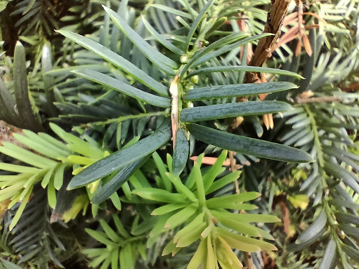 Realme GT Master Edition