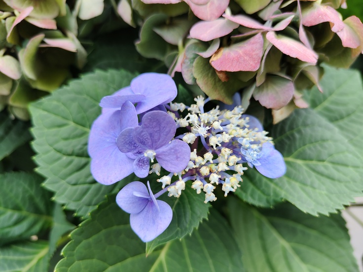 Realme GT Master Edition Explorer