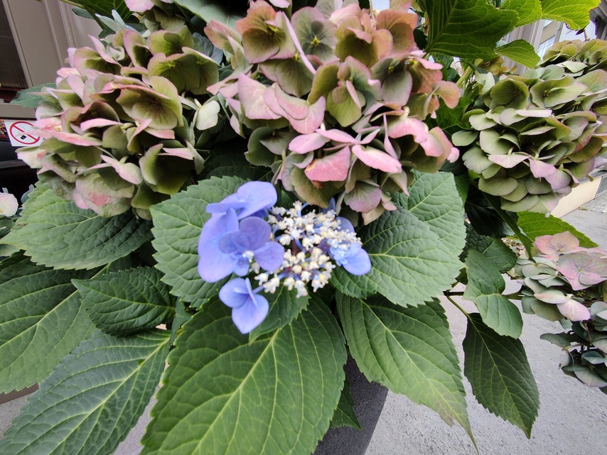 Realme GT Master Edition Explorer