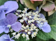 Realme GT Master Edition Explorer