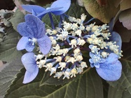 Realme GT Master Edition Explorer