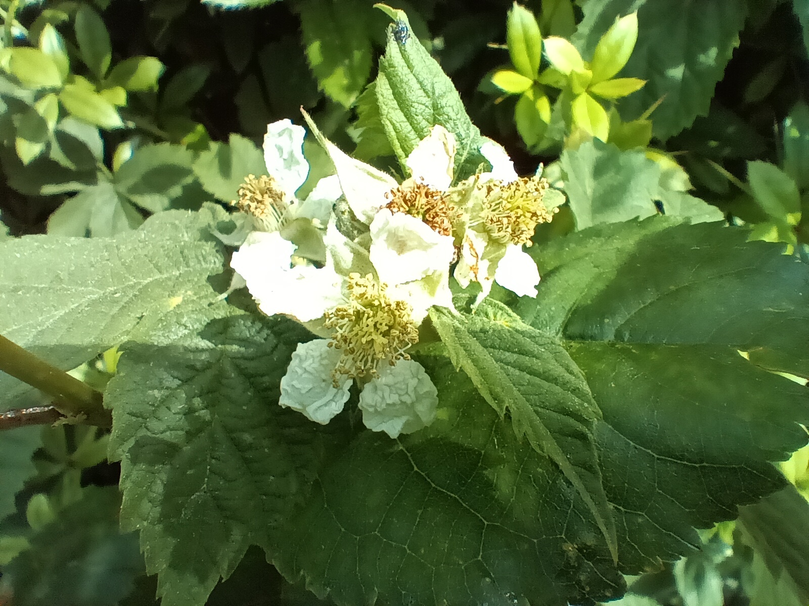 Samsung Galaxy A14 5G