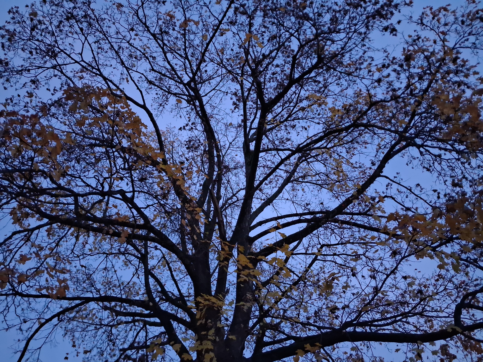 Samsung Galaxy A17 5G