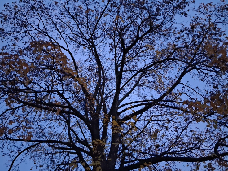 Samsung Galaxy A17 5G