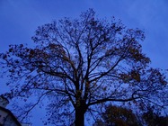 Samsung Galaxy A17 5G