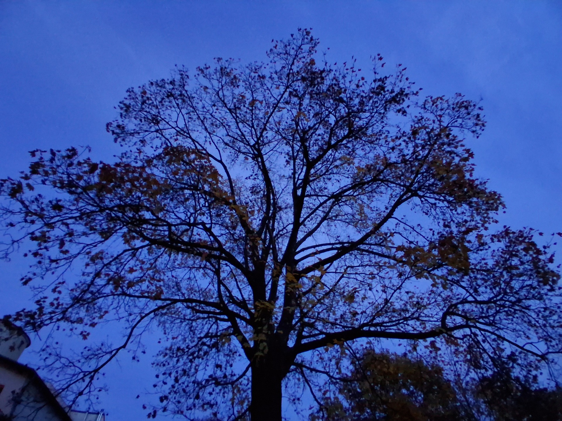 Samsung Galaxy A17 5G