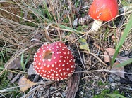 Samsung Galaxy A17 5G