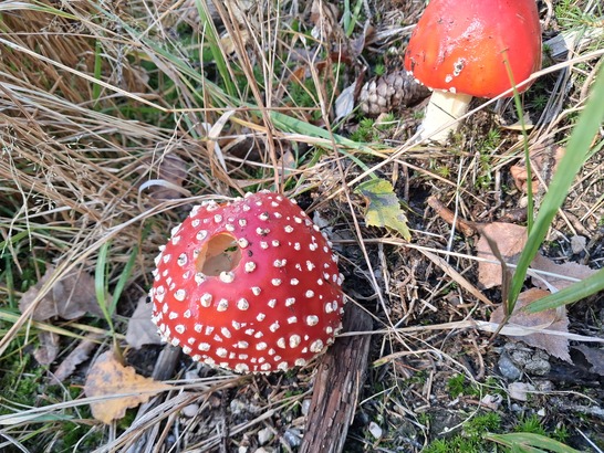 Samsung Galaxy A17 5G