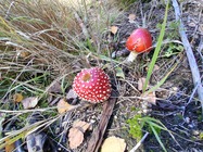 Samsung Galaxy A17 5G