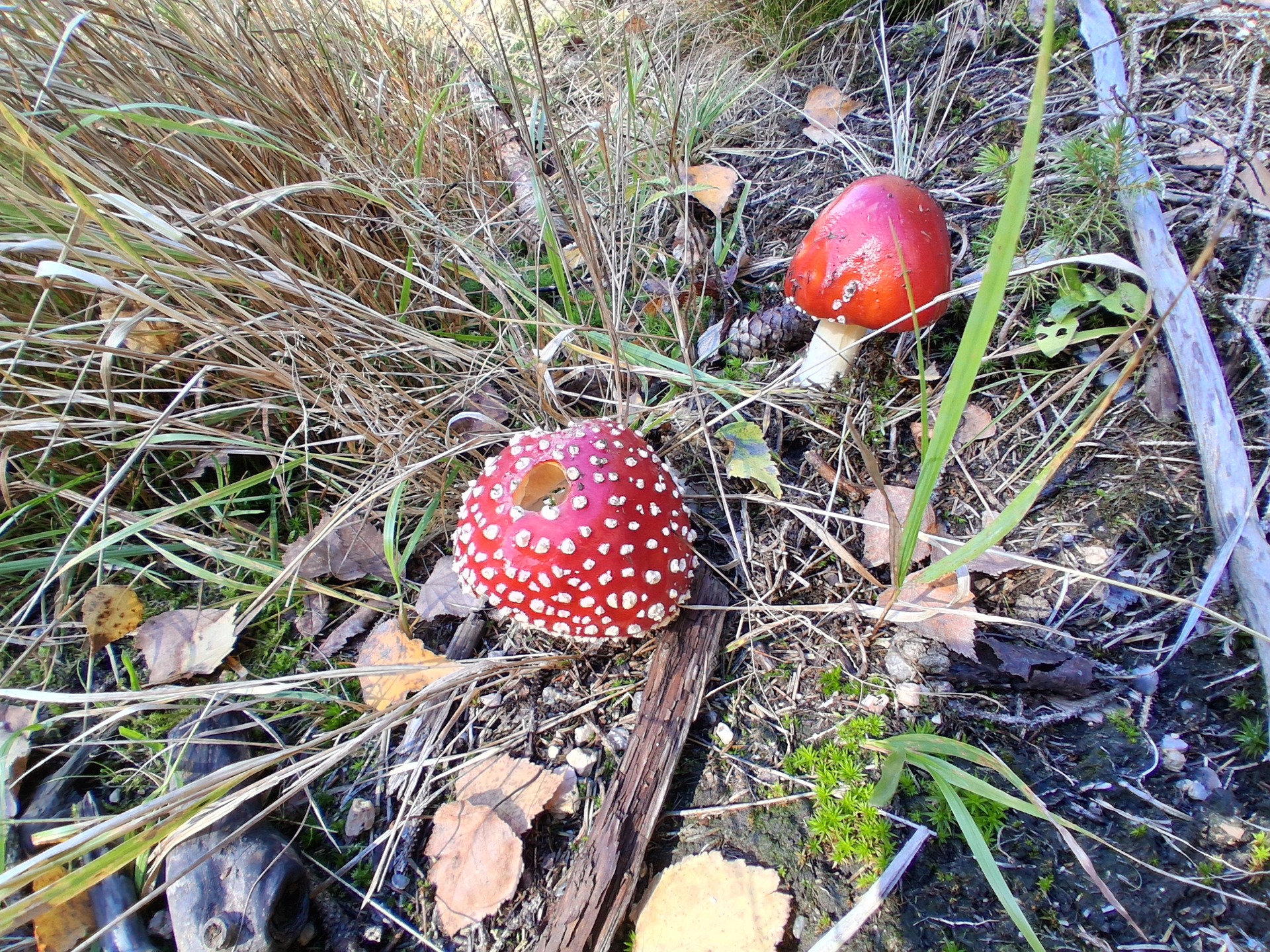 Samsung Galaxy A17 5G