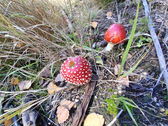 Samsung Galaxy A17 5G