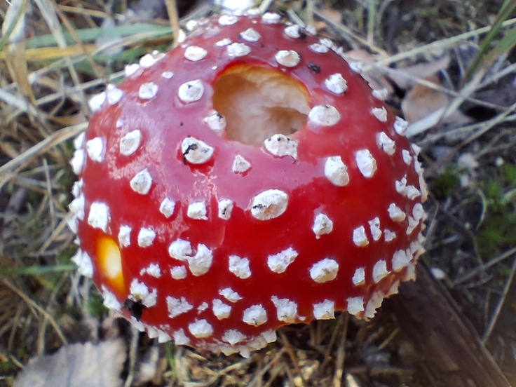 Samsung Galaxy A17 5G