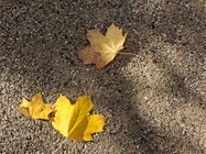 Samsung Galaxy A17 5G