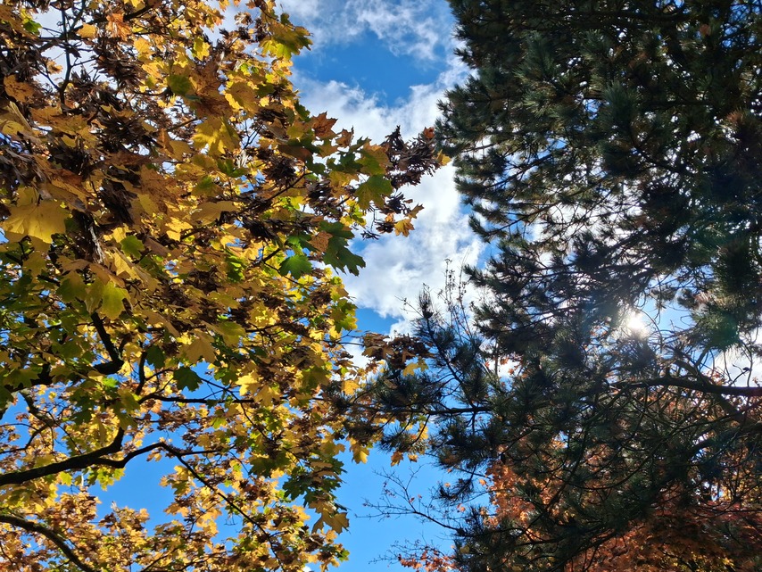 Samsung Galaxy A17 5G