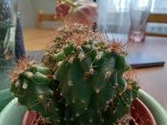 Samsung Galaxy A32 5G