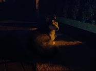 Samsung Galaxy A32 5G