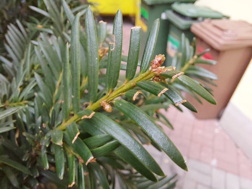 Samsung Galaxy A42 5G