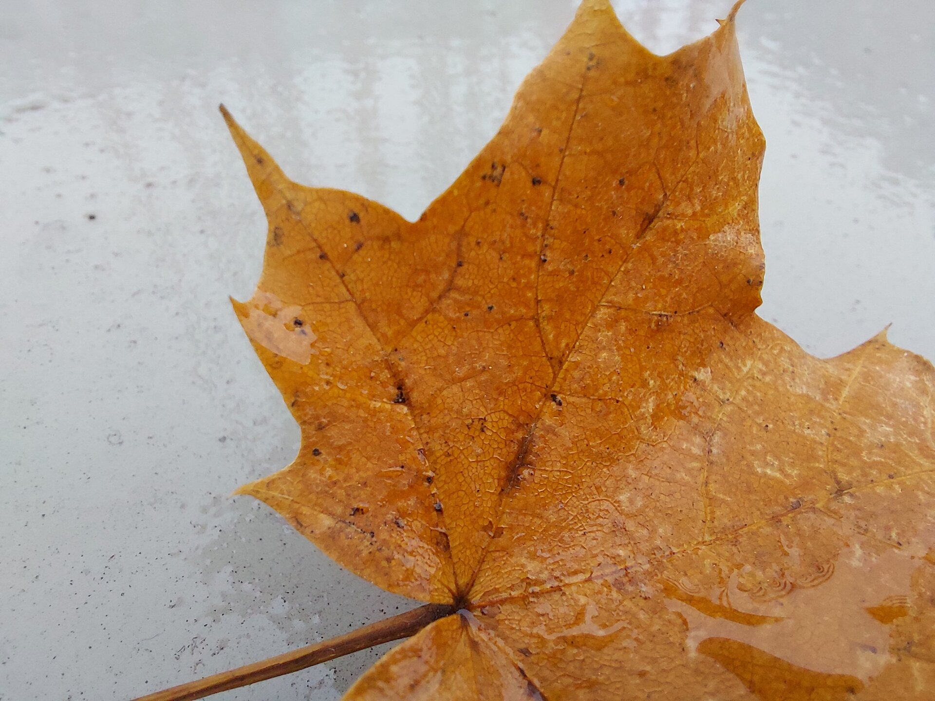 Samsung Galaxy A42 5G