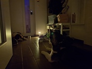 Samsung Galaxy A53 5G