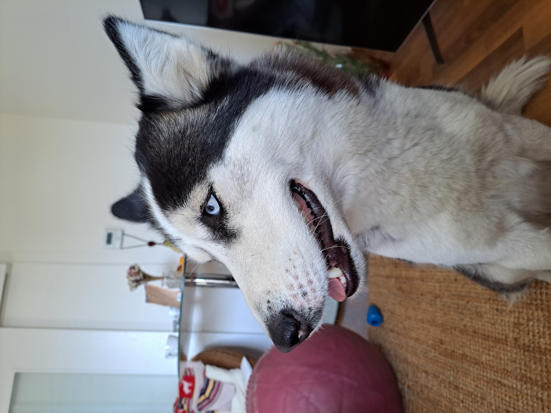 Samsung Galaxy A53 5G